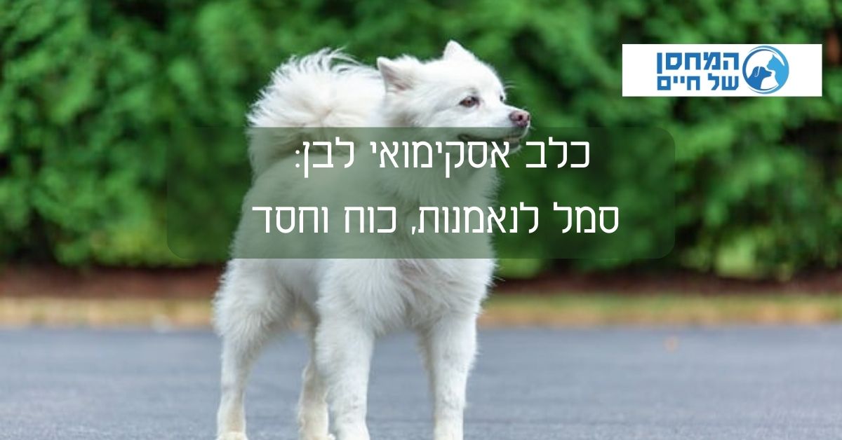 כלב אסקימוסי לבן: סמל לנאמנות, כוח וחסד